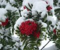 Vogelbeeren mit Schnee